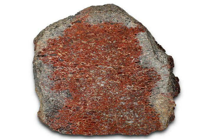 Polished Dinosaur Bone (Gembone) Section - New Mexico #348854